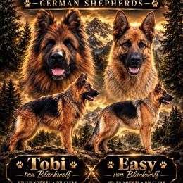 German Shepherd puppies from Von Blackwolf German Shepherds