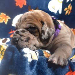 Fawn Merle Female Purple Collar - Merlequin female Great Dane puppy in Alvarado, Texas from Texas Blue Danes