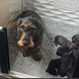 Cabela - Dachshund
