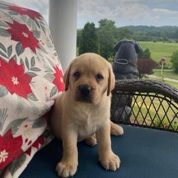 Yellow girl - Yellow female Labrador Retriever puppy in Maynardville, Tennessee from Three Bears Labradors
