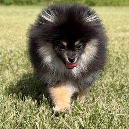 Pomeranian Puppies from Summer Set Poms