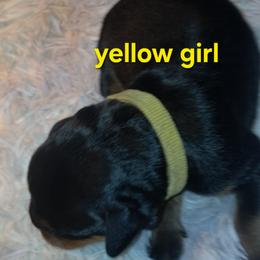 Girl 1 - Black and mahogany female Rottweiler puppy in De Witt, Iowa from Irish Eyes Kennels