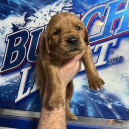 Patron (green) - Dark golden male Golden Retriever puppy in Bynum, Montana from Summit Canine Breeding