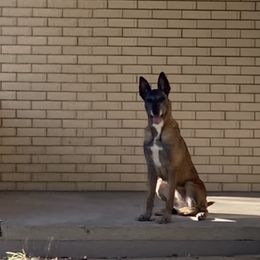 Gala - Belgian Malinois