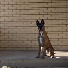 Gala - Belgian Malinois