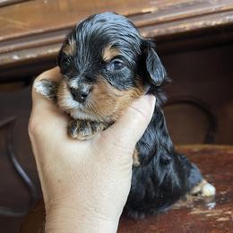 Firework - Tri-color male Bernedoodle puppy in Superior, Arizona from Mountain Bridge Doodles