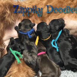 Blue - Merle male Goldendoodle puppy in Golden, Colorado from Zippity Doodles