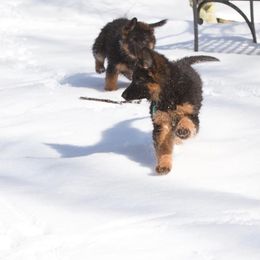 German Shepherd Puppies from Westhaus K9