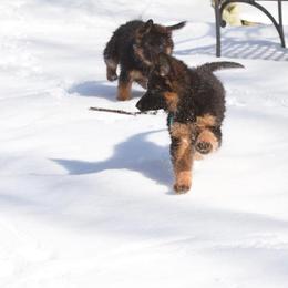 German Shepherd Puppies from Westhaus K9