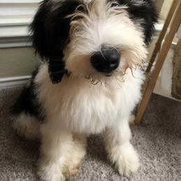 Goldendoodle and Sheepadoodle All Grown Up from Paw City Doodles