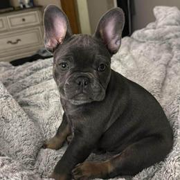 Tizzy - French Bulldog