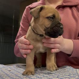 Boy 3 - male Bullmastiff puppy in Elyria, Ohio from Ambrosia Mastiffs