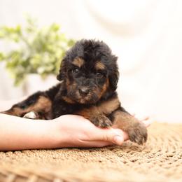 Sundae - Phantom female Bernedoodle puppy in Spokane, Washington from Doodle Love