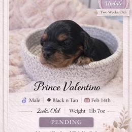 Prince Valentino - Black and tan male Cavalier King Charles Spaniel puppy in Mesa, Arizona from Comfort Royalty Cavaliers