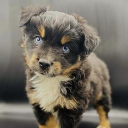 Miniature Australian Shepherds from A6 Mini Aussies