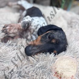 Texas - Dachshund