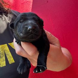 Farrin - Black female German Shepherd puppy in Lake Elsinore, California from MK-K9 L.L.C.