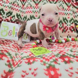 Medusa - White and red female American Bulldog puppy in Homestead, Florida from BackyardfinestBullys