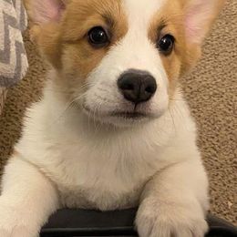 Pembroke Welsh Corgis from Potter Farm Corgis
