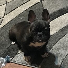 Una - French Bulldog