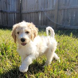 Goldendoodles from Daisylou Doodles