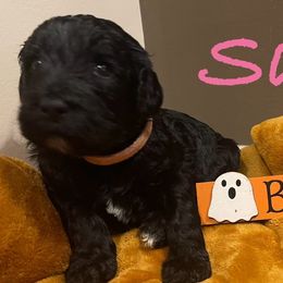 Sally - Goldendoodle puppy in Hamilton, Alabama from Breedadoodle