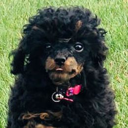 Aussiedoodles, Havapoos, and Poodles from Creekside Ranch