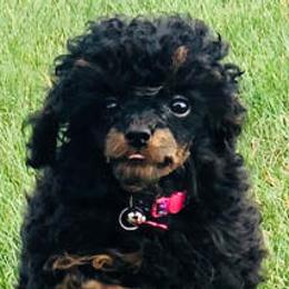 Aussiedoodles, Havapoos, and Poodles from Creekside Ranch