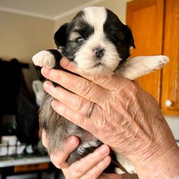 Milo - Brown male Shichon puppy in Pennsylvania from Manor Hills Shih Tzus