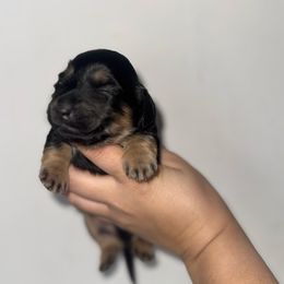 Lou - Black and cream male Dachshund puppy in Conway, Missouri from Ozark Mountain Kennel