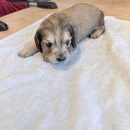 Brownie - Cream male Dachshund puppy in Fort Worth, Texas from The Holloway Dachshunds