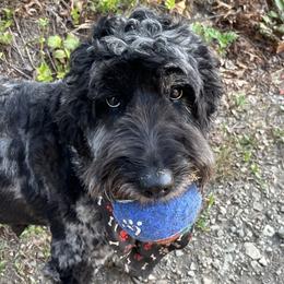 Goldendoodle puppies from Hawk Mountain Doodles