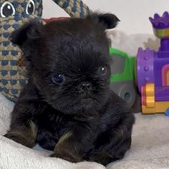 Walter - Black and tan male Brussels Griffon puppy in Arizona from Melody Lane Brussels Griffons
