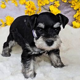 Lila - Purple Collar - Black and silver female Miniature Schnauzer puppy in Coarsegold, California from Halo Schnauzer