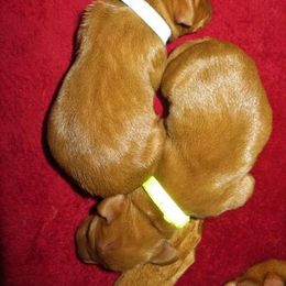 Vizsla puppies from Walter Vizsla