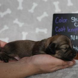 Toto (Orange collar) - Cream male Dachshund puppy in Prospect, Oregon from Spunky Sausage Pups