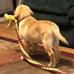 Labrador Retrievers from Tonya Harmon's Labrador Retrievers
