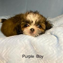 Purple boy 4 - Red and tan male Shih Tzu puppy in Zeigler, Illinois from Dandy Little  Shih Tzu, Shih Poo's and Toy Poodles