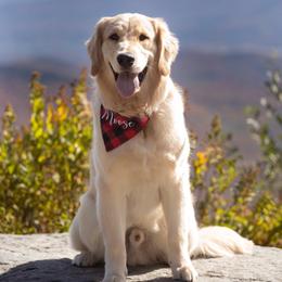 Aussiedoodle, Goldendoodle, Golden Retriever, and Poodle All Grown Up from Open Star Goldens