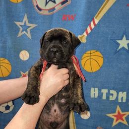 Bullmastiff Puppies from Watchman Kennels