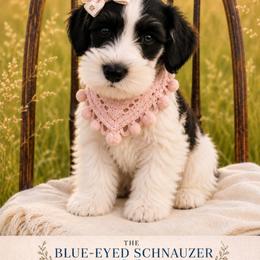 Charlie - Parti female Miniature Schnauzer puppy in Winter Haven, Florida from The Blue Eyed Schnauzer