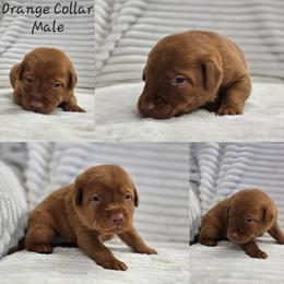 Orange Collar - Male - Yellow male Labrador Retriever puppy in Boyd, Minnesota from Lindley Labradors