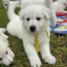 Yellow boy - White male Berger Blanc Suisse puppy in Wilmington, North Carolina from Supernova Swiss Shepherds