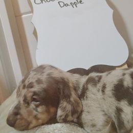 Dachshund Puppies from Wiggly Weenies