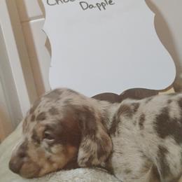 Dachshund Puppies from Wiggly Weenies