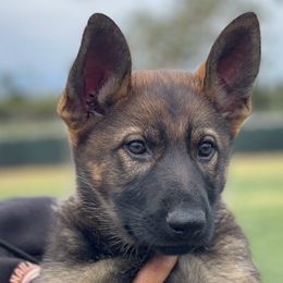 Girl 2 - Sable German Shepherd puppy in Riverside, California from Von Der Sagobi