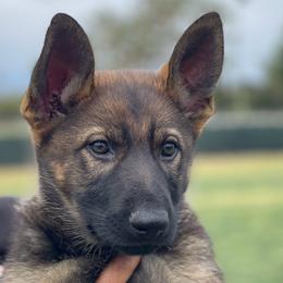 Girl 2 - Sable German Shepherd puppy in Riverside, California from Von Der Sagobi
