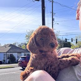 Poodle Puppies from Teddy toy poodle house