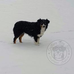 Sky - Australian Shepherd
