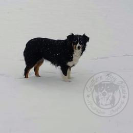 Sky - Australian Shepherd